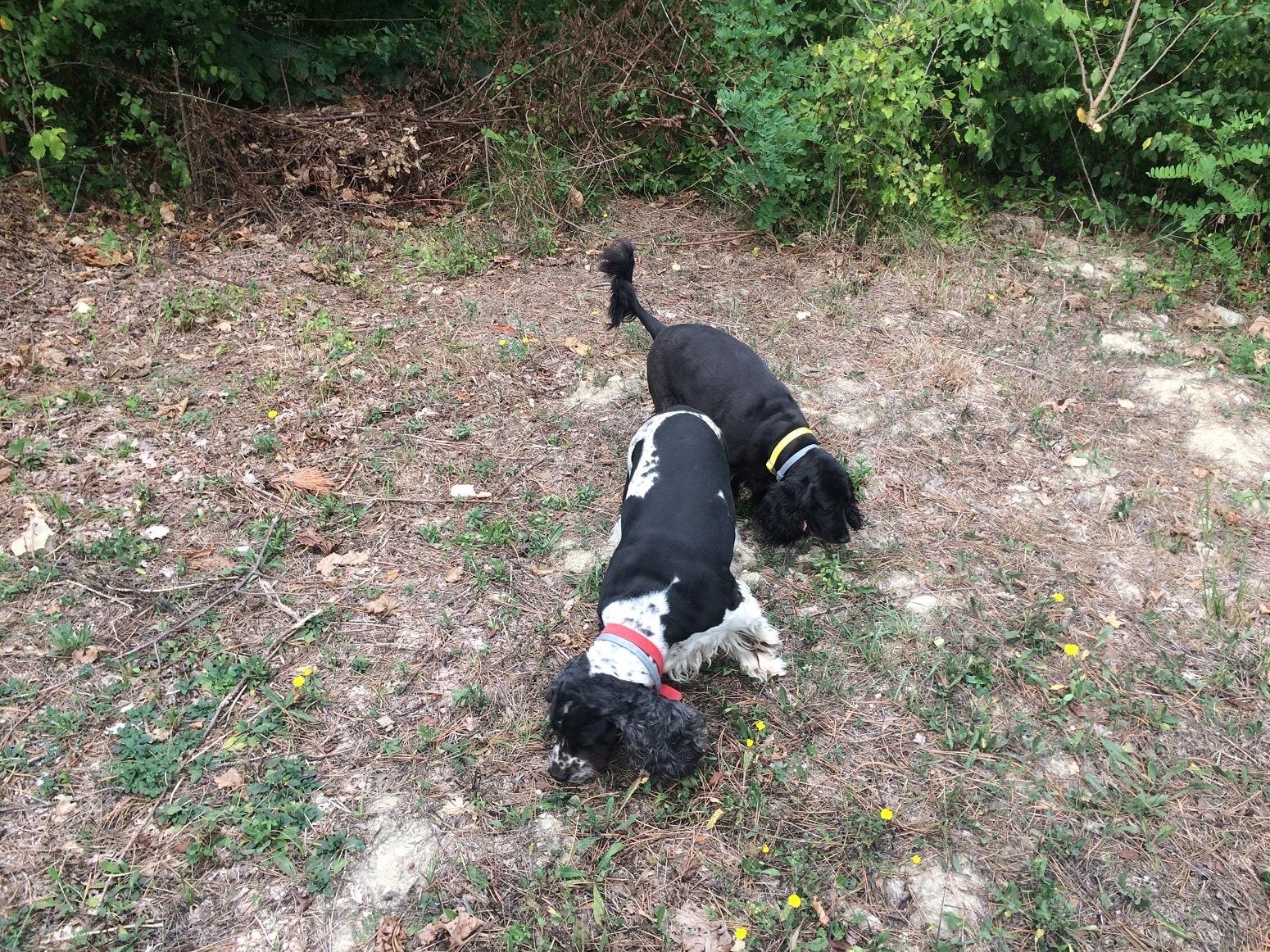 truffle-hunting-with-dogs-Umbria-min.JPG